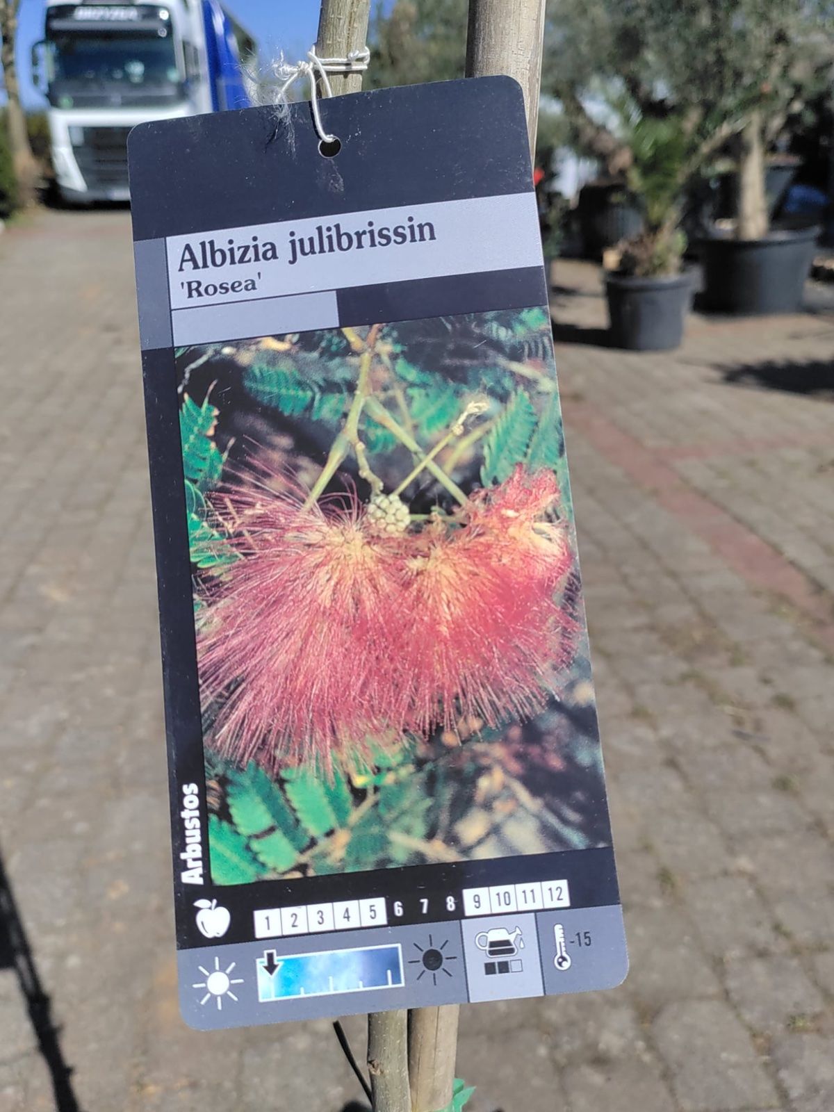 Schlafbaum 'Rosea' 170-200cm