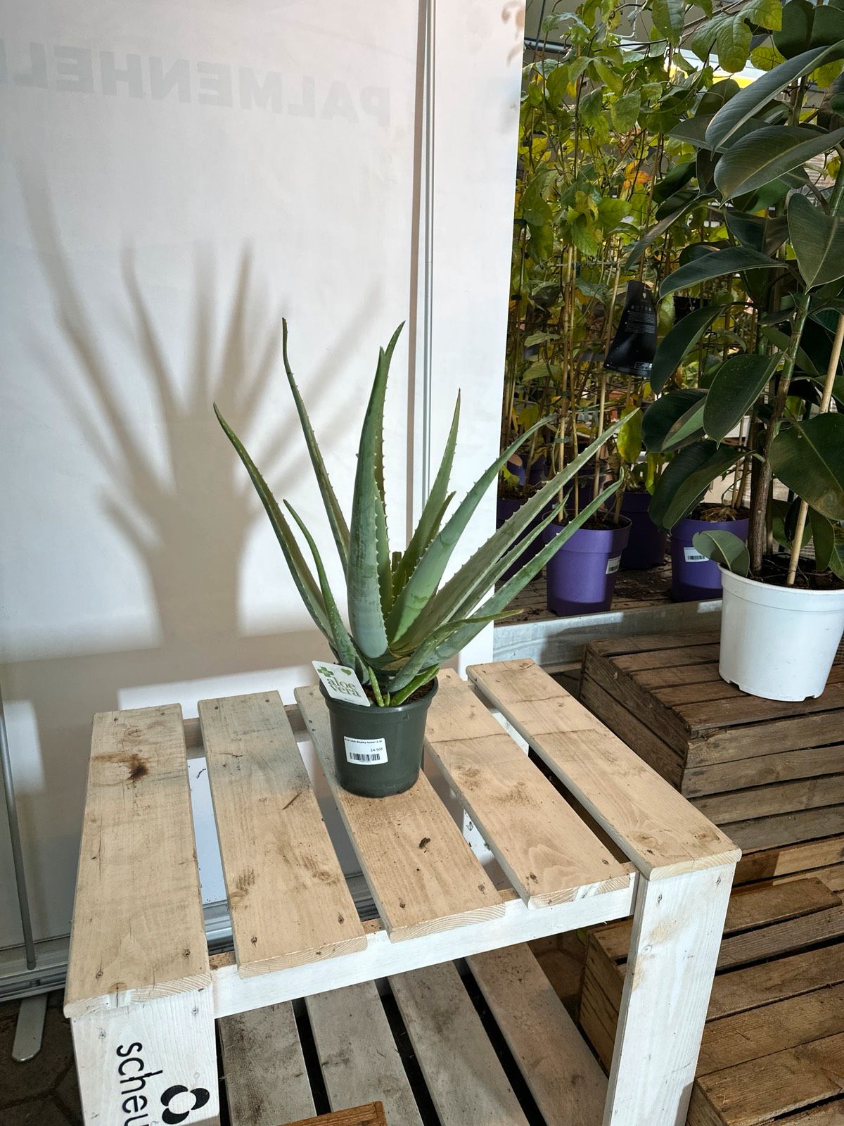 Aloe Vera 60-80cm