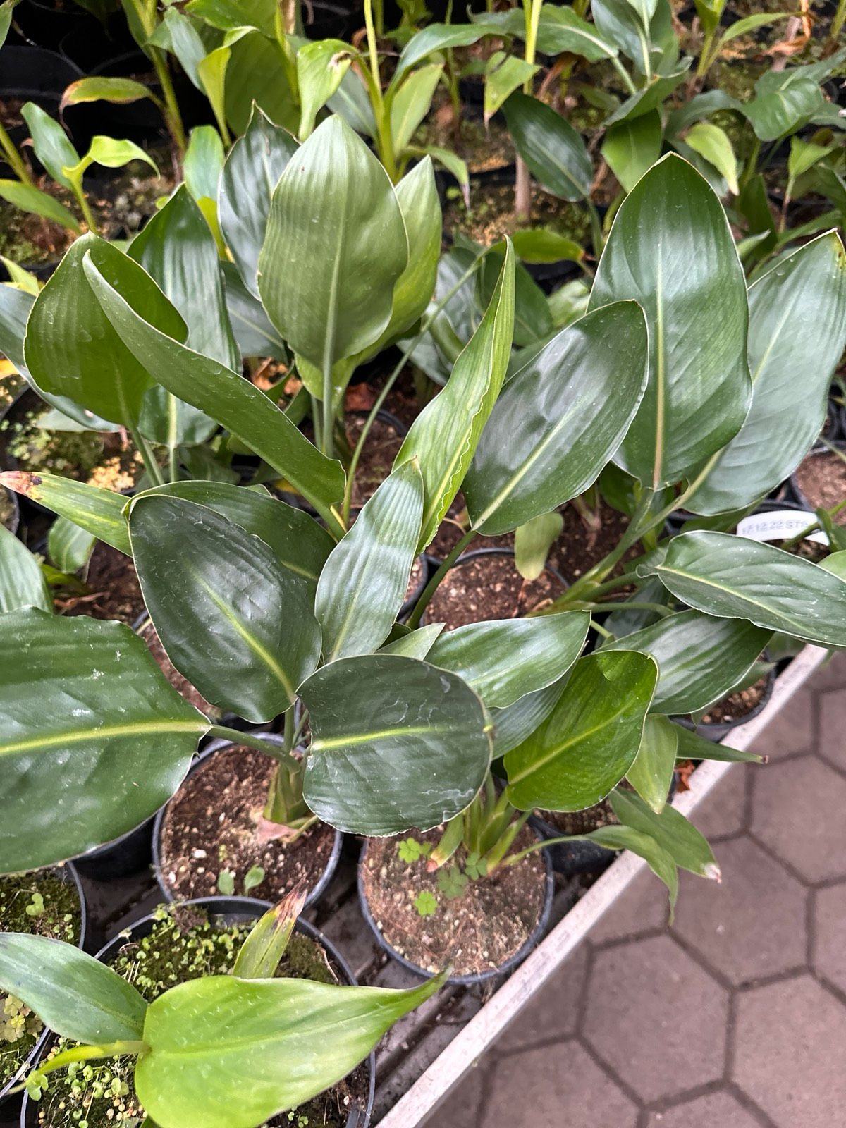 Paradiesvogelblume 30-40cm