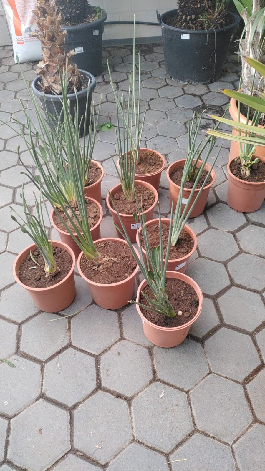 Paradiesvogelblume 50-70cm