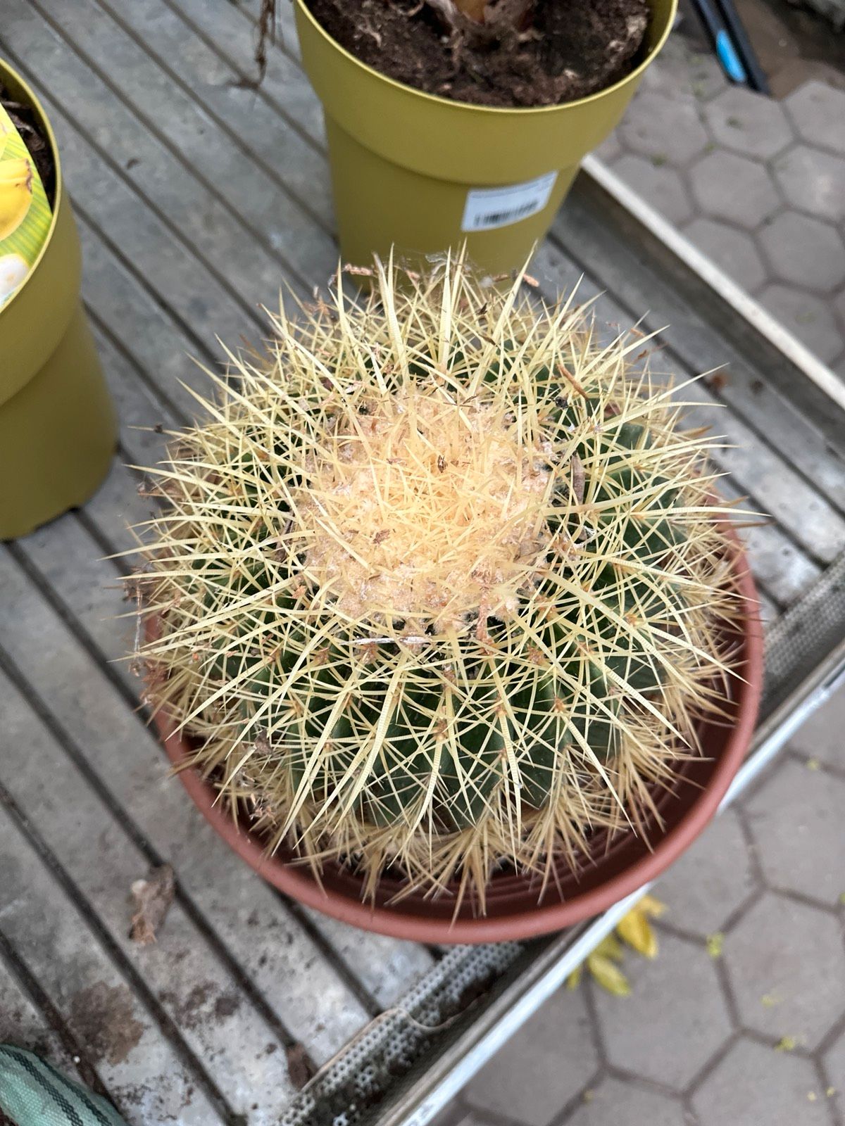 Goldkugelkaktus 30-35cm