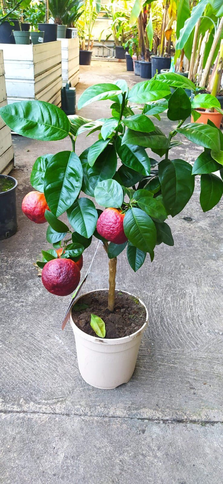 Regenbogen-Orange 70-90cm