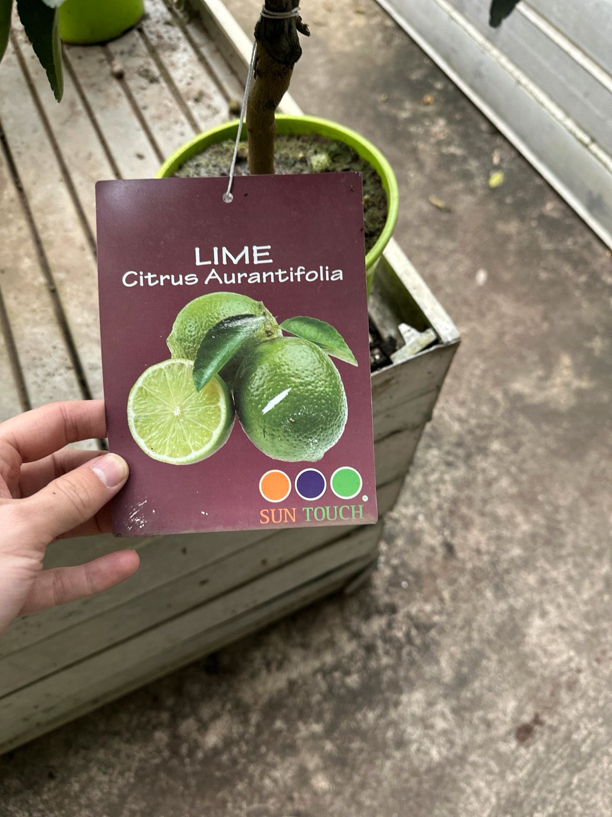 Limette Hochstamm 40-70cm