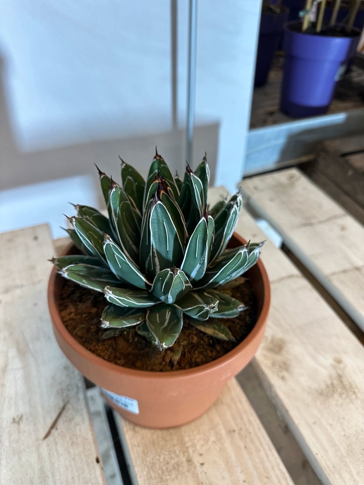 Königin-Agave 20-30cm