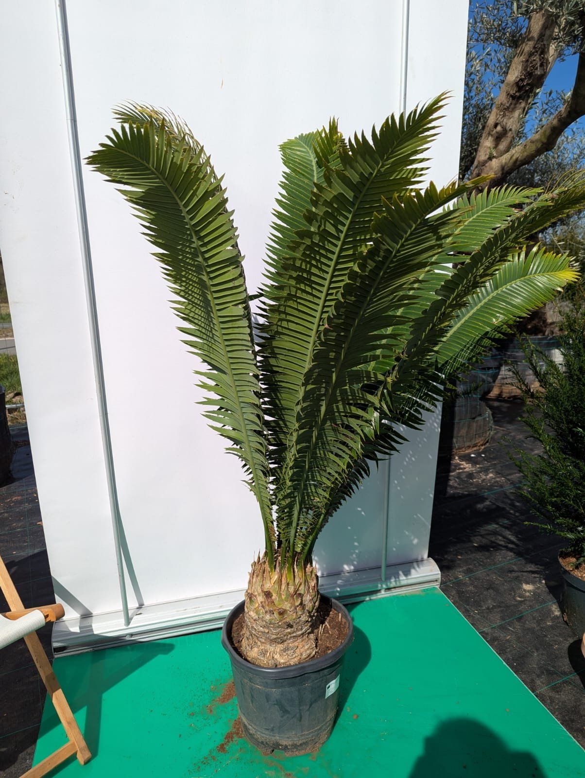 Mexikanischer Palmfarn 130-150cm