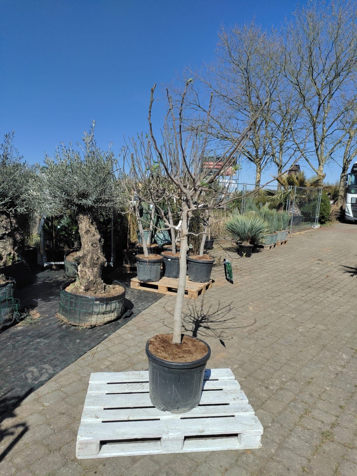 Echte Feige 200-250cm