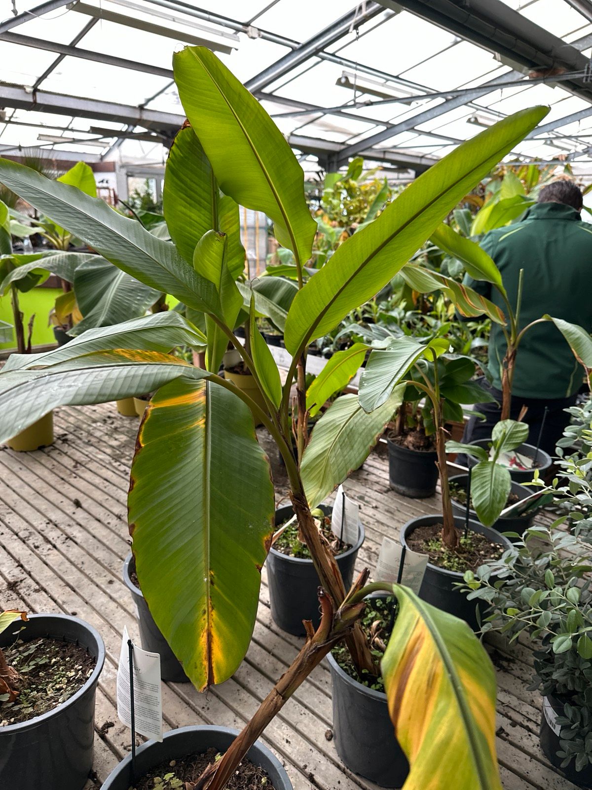 Bananenstaude 90-120cm