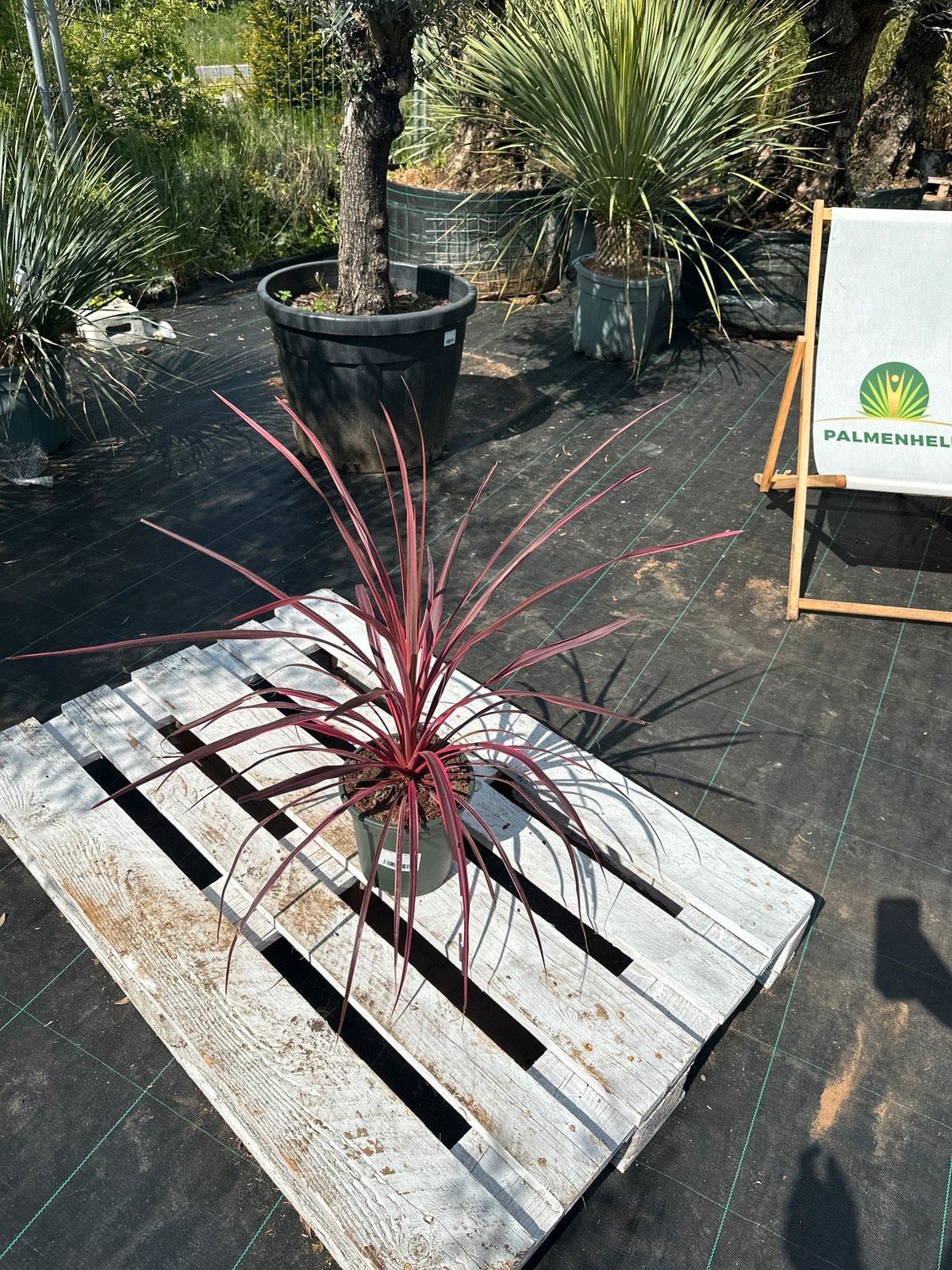 Keulenlilie 'Pink Passion' 60-80cm