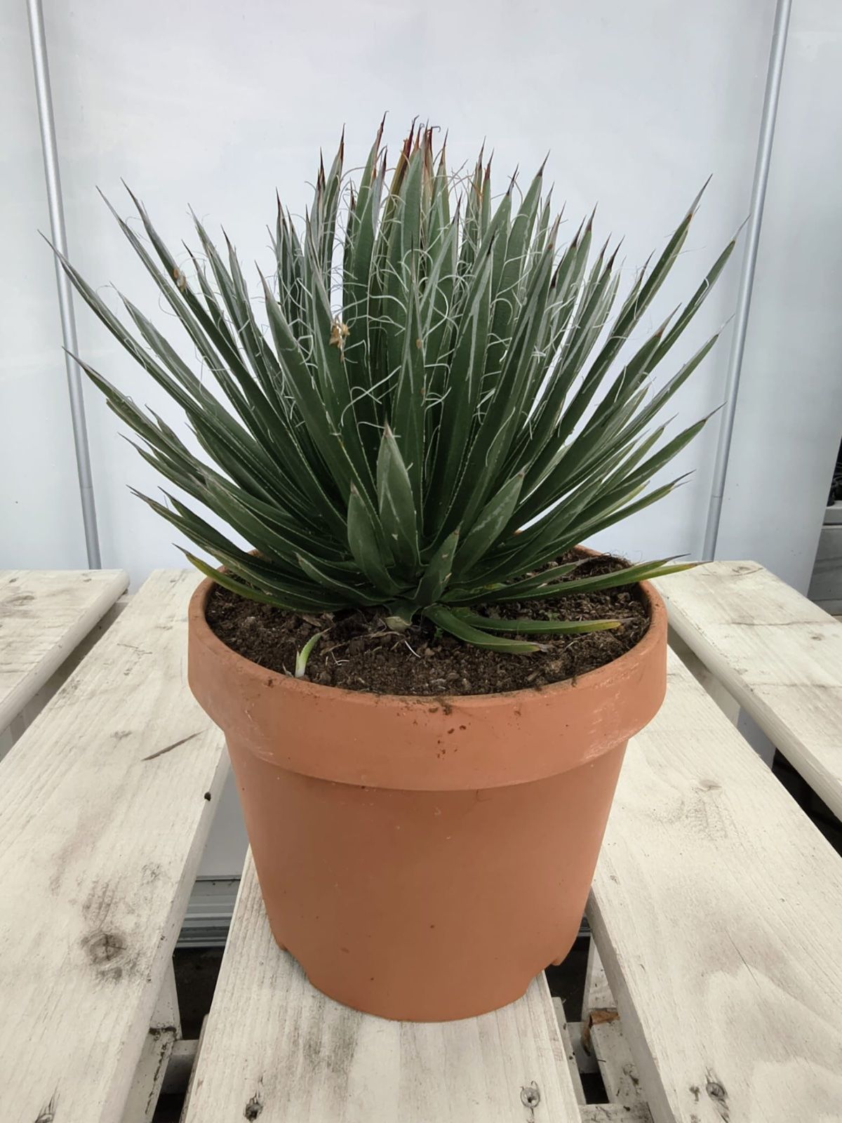 Faden-Agave 25-35cm