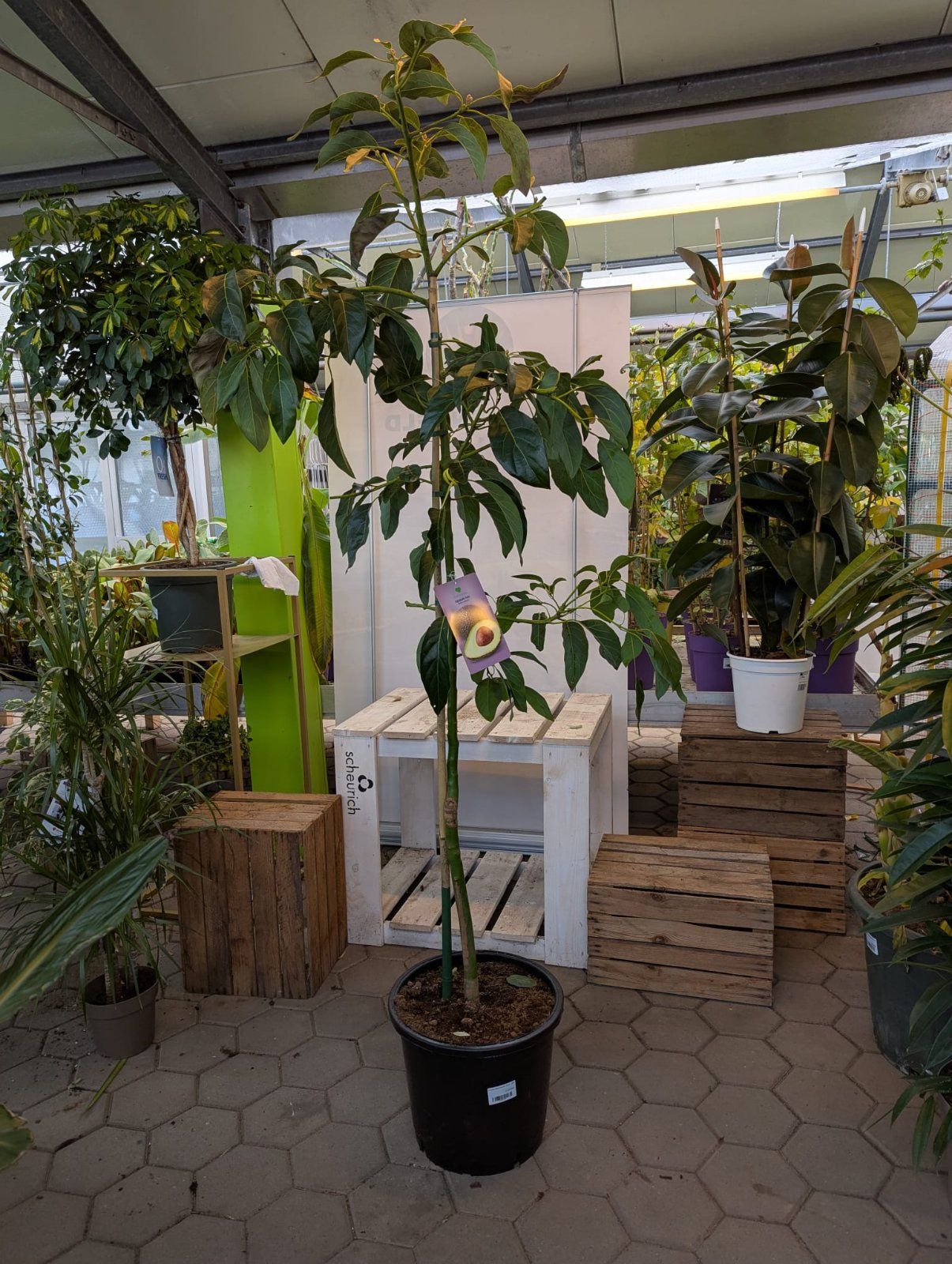 Avocadobaum 200-220cm