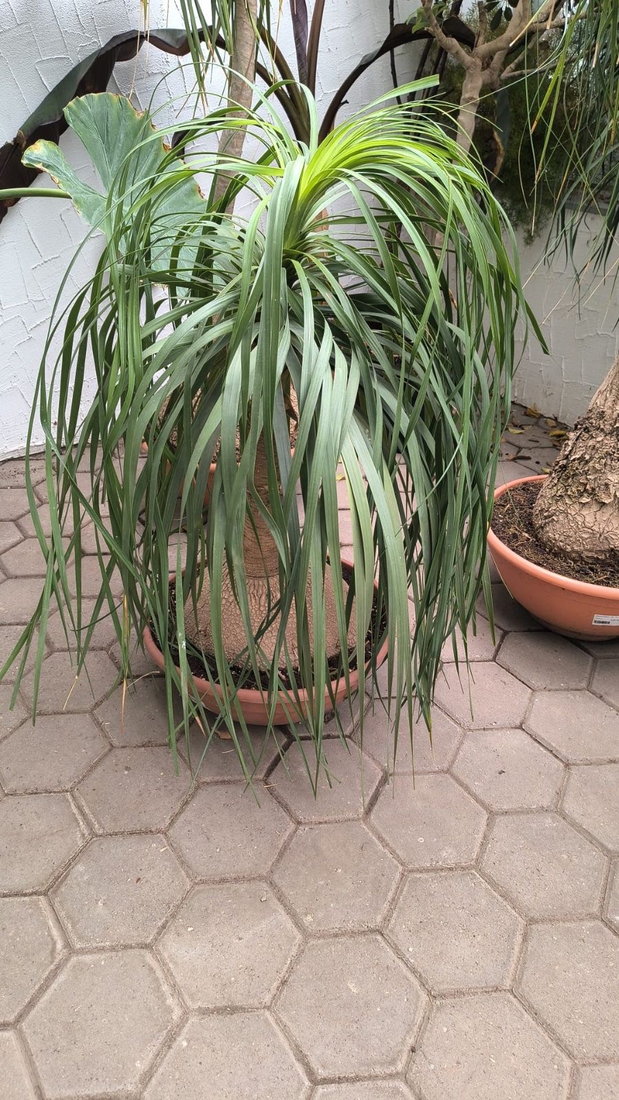 Elefantenfuß 90-110cm