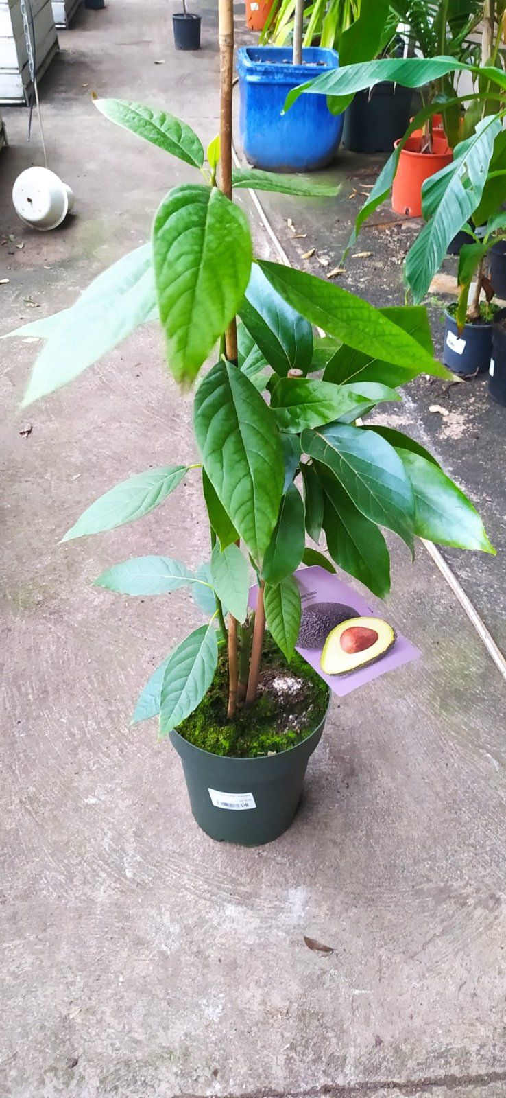 Avocadobaum 60-100cm