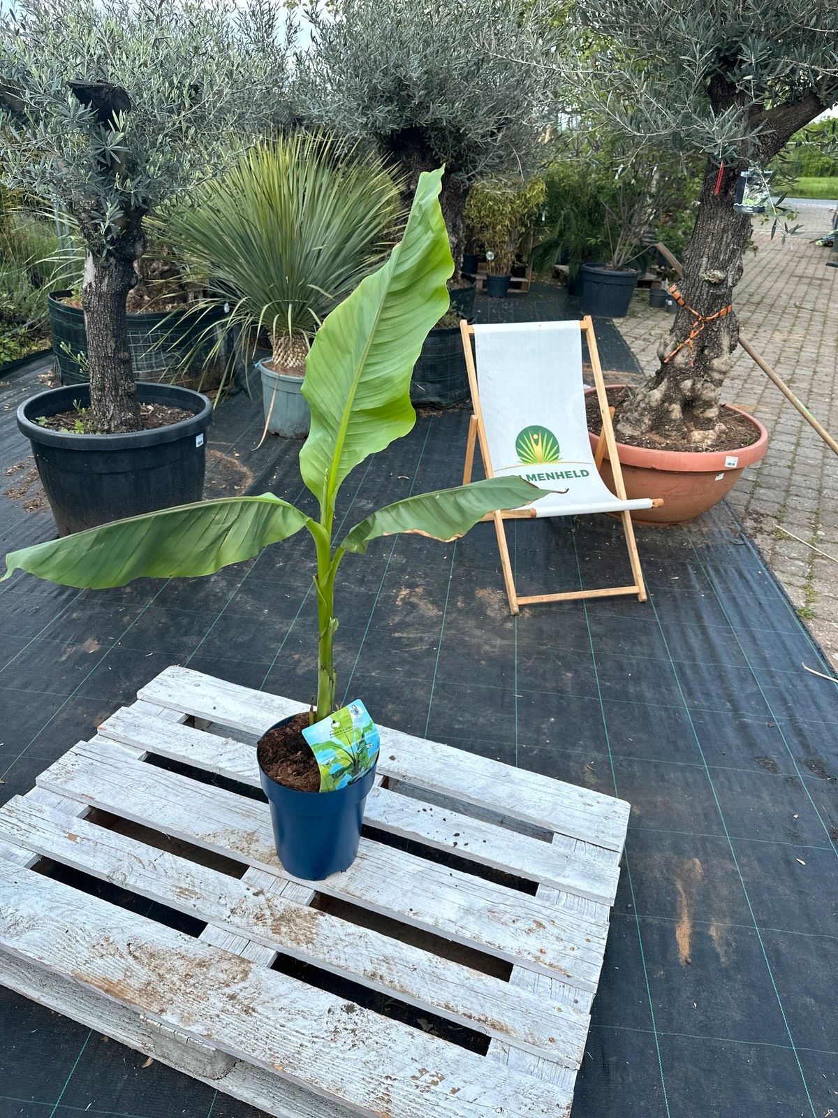 Japanische Faserbanane 110-140cm