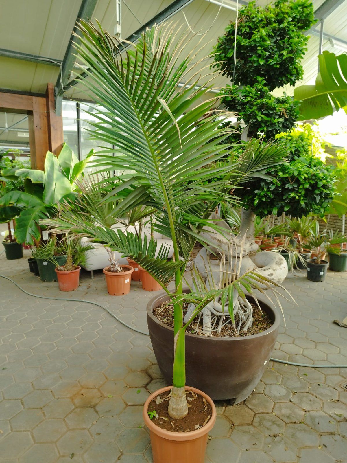 Alexander-Palme 180-210cm