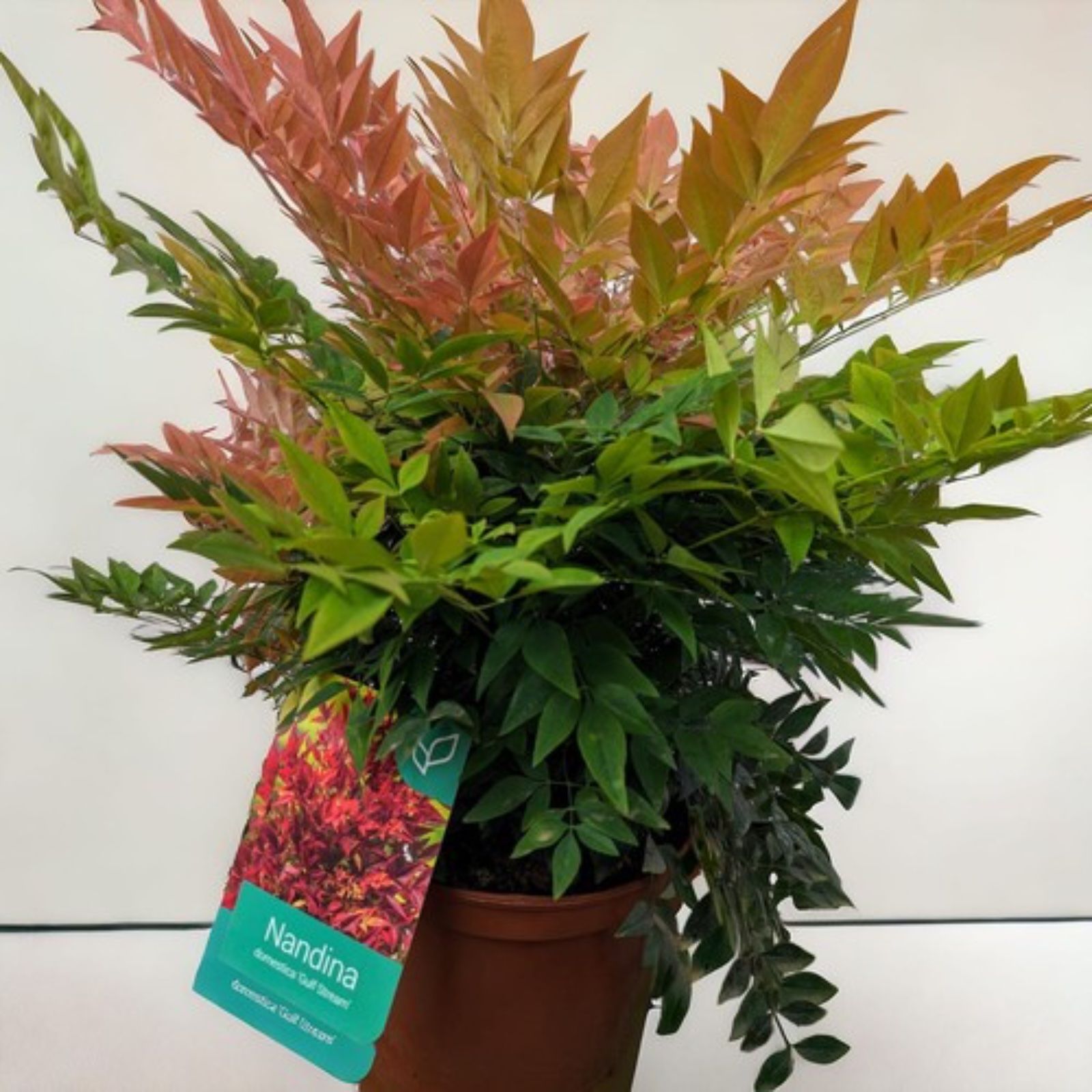 Himmelsbambus 30-50cm