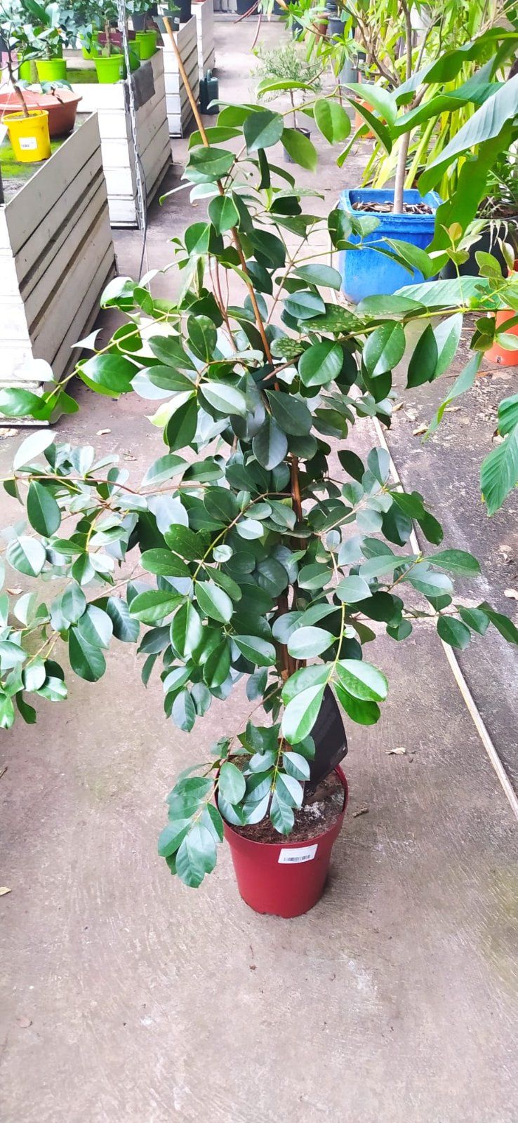 Erdbeer-Guave 110-140cm