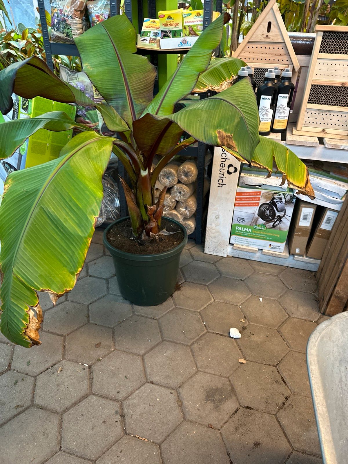 Rote Zierbanane 140-160cm