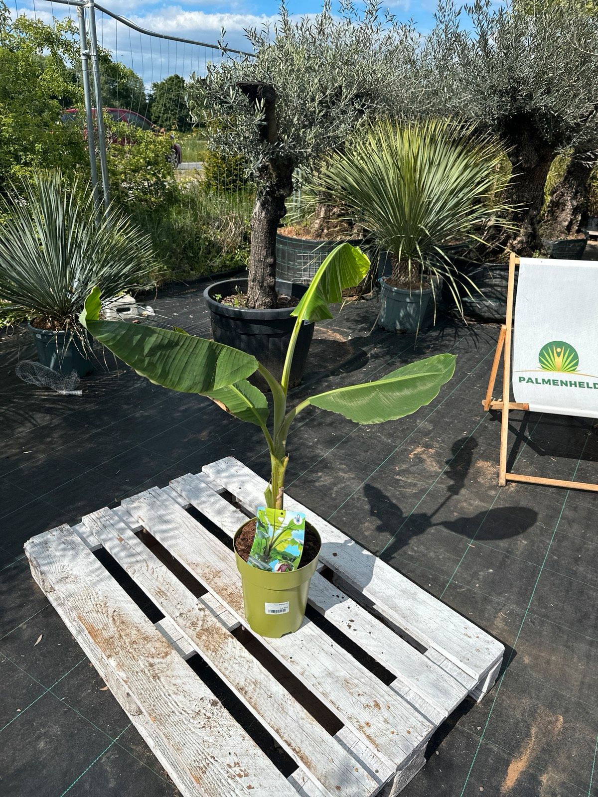 Bananenstaude 80-120cm