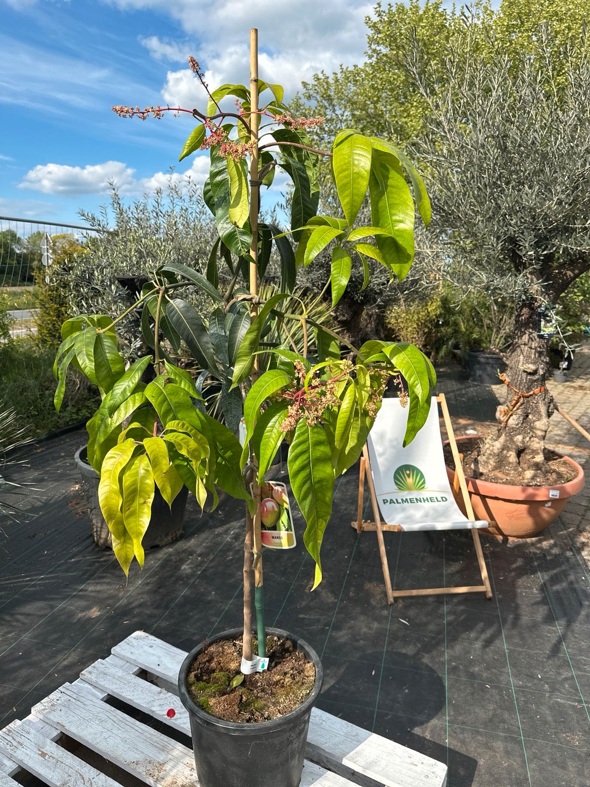 Mangobaum 170-200cm