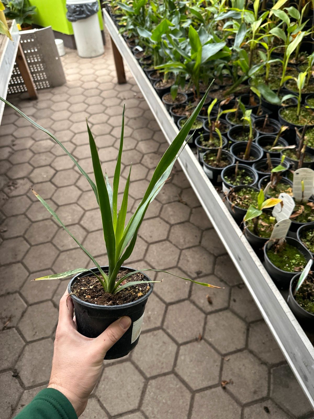 Kanarische Drachenbaum 30-50cm