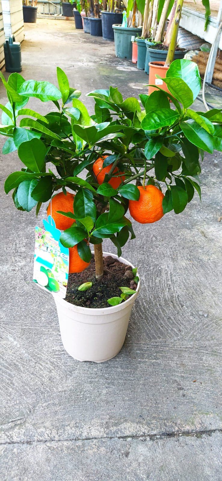 Rote Limette 55-75cm