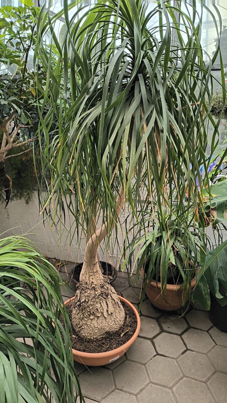 Elefantenfuß 170-190cm