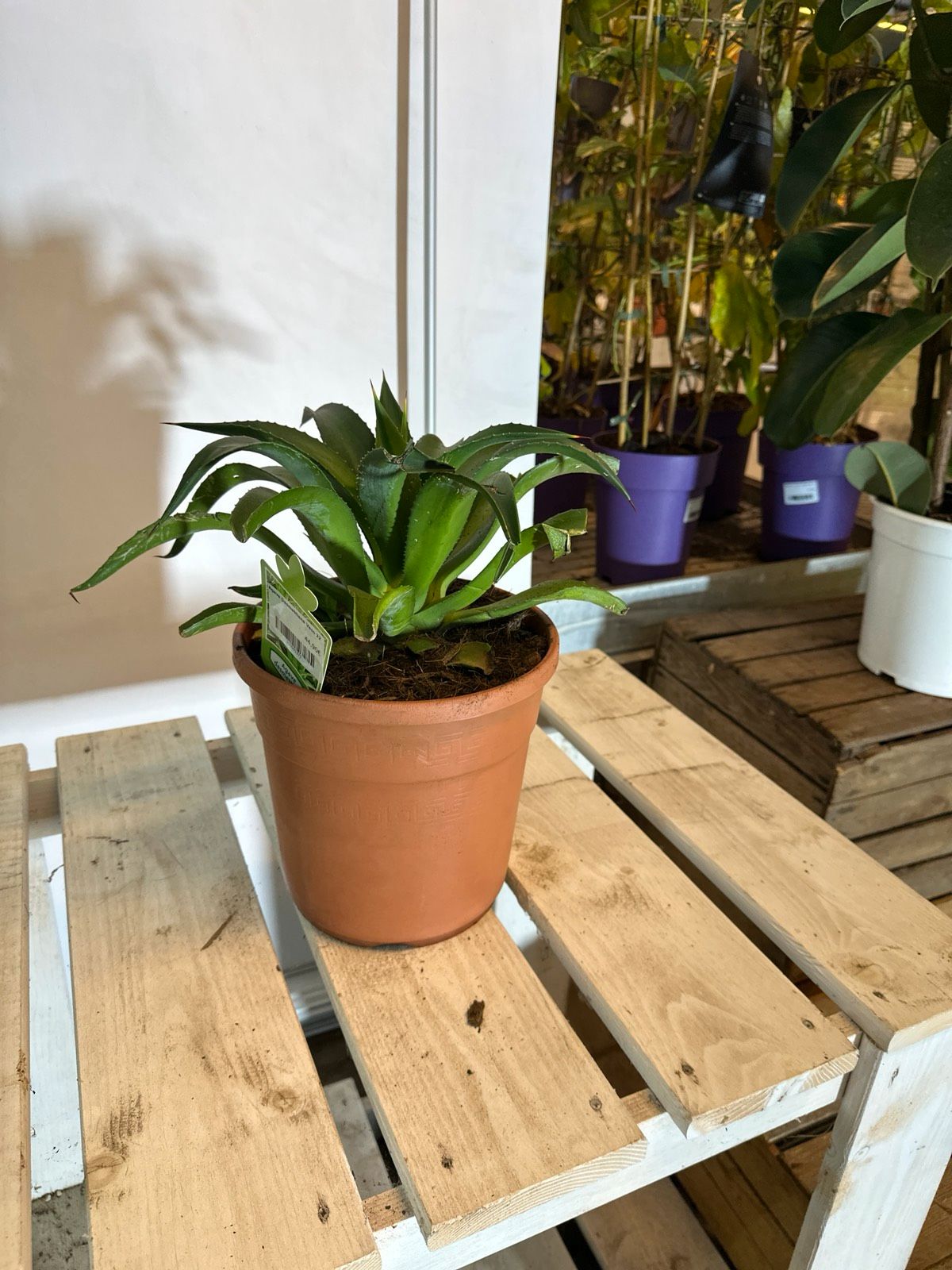 Glattblättrige Agave 35-50cm