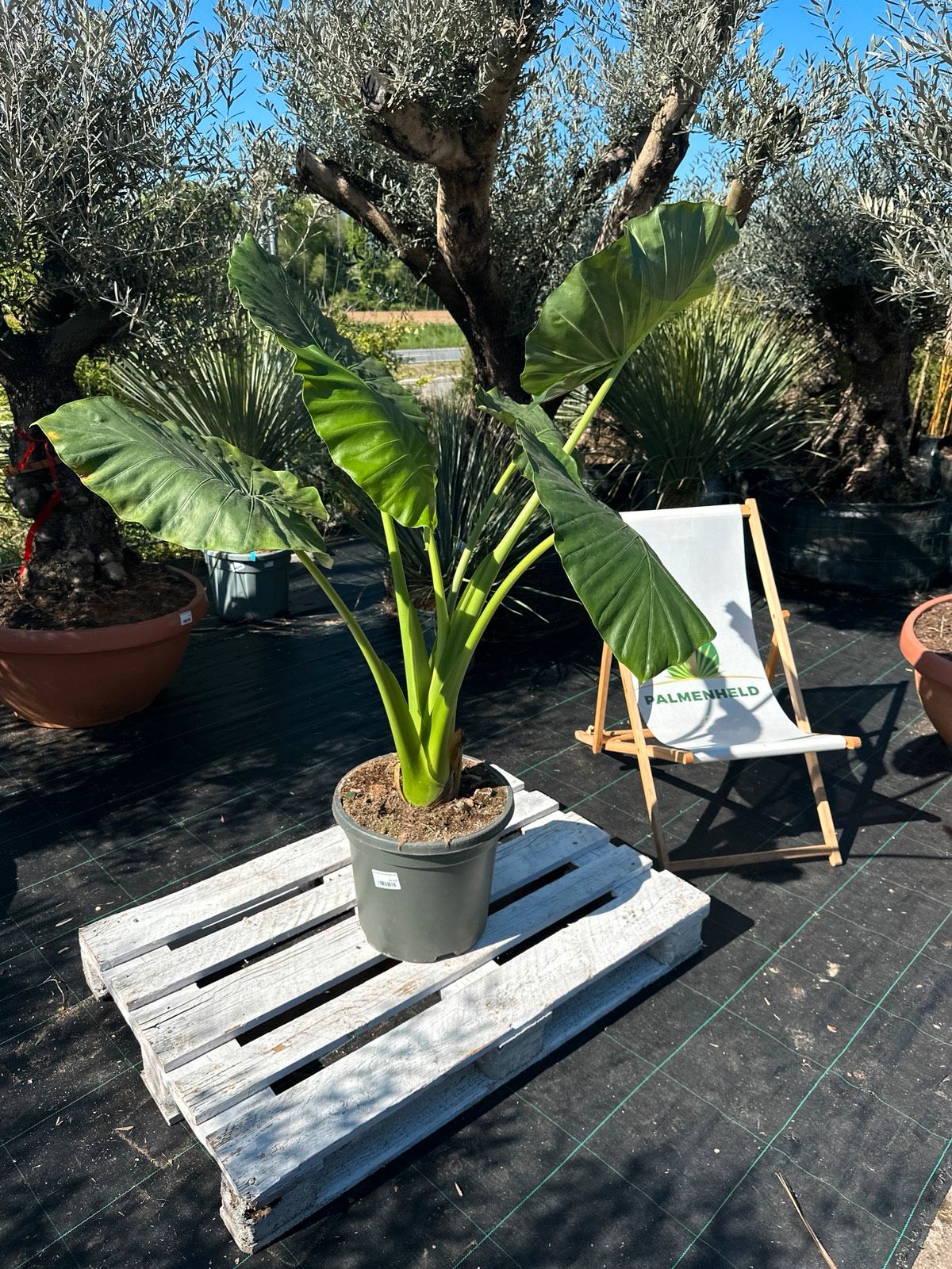 Elefantenohr 120-160cm