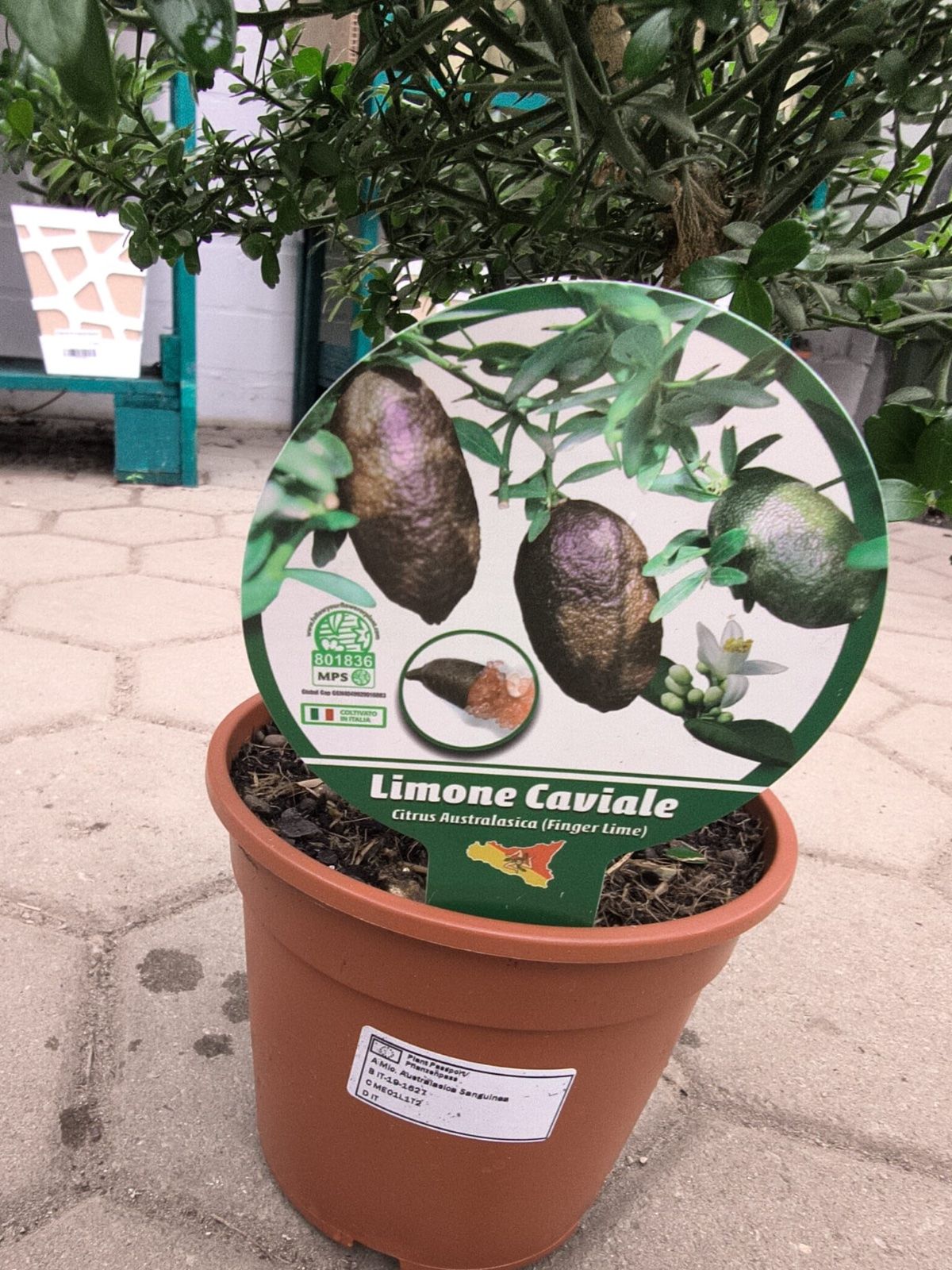 Kaviarlimette 35-55cm