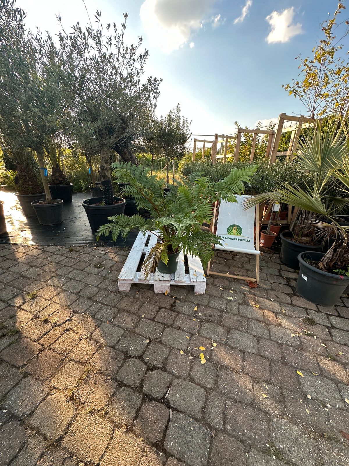 Australischer Baumfarn 70-100cm