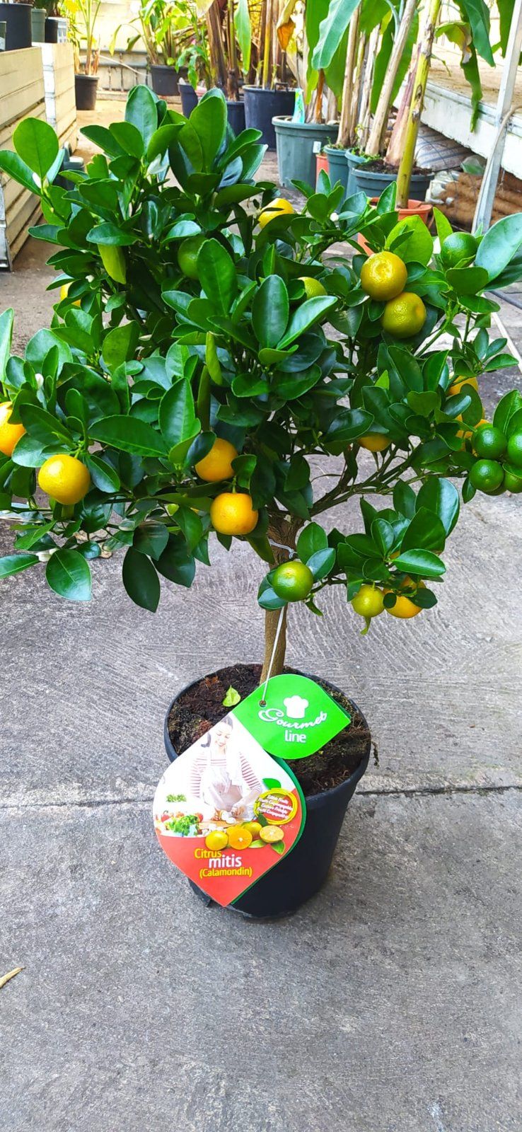 Calamondin-Orangenbaum 70-90cm