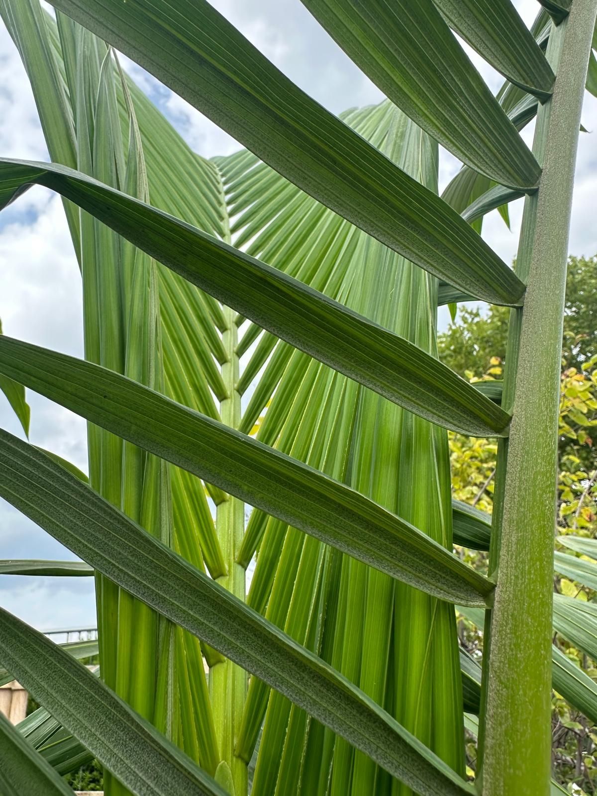 Königspalme 220-250cm