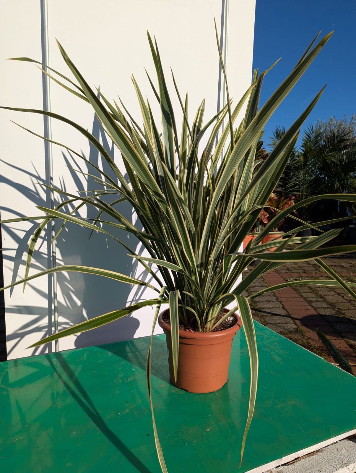 Neuseeländischer Flachs 100-130cm