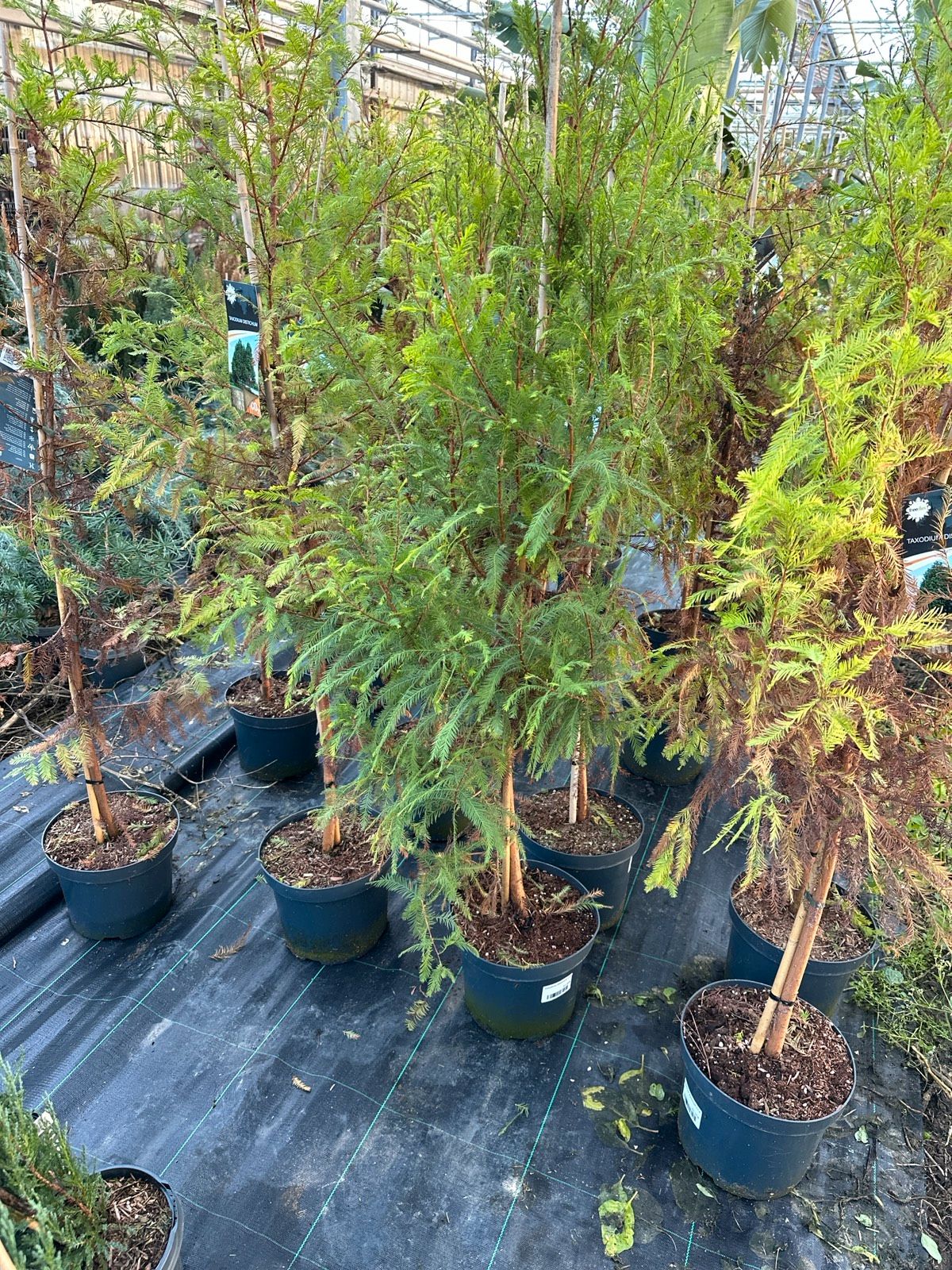 Sumpfzypresse 150-170cm