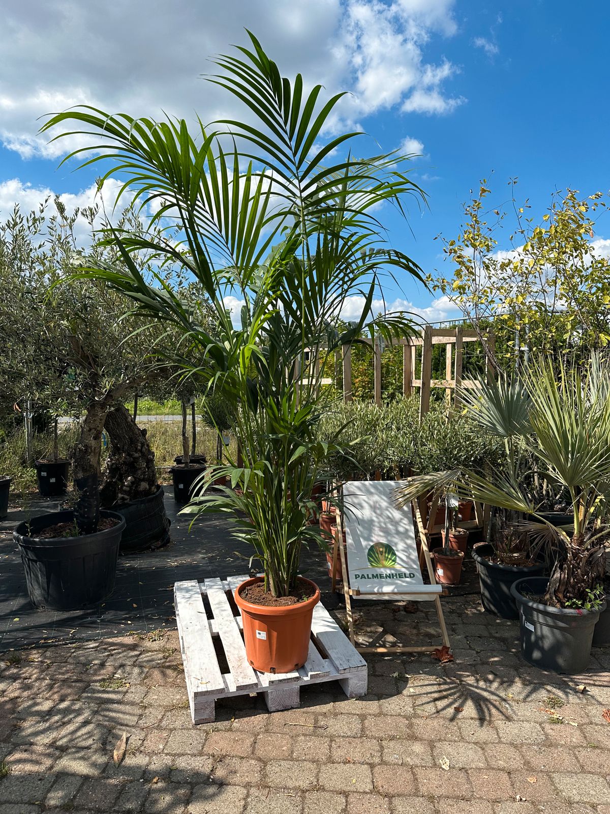 Kentia-Palme 250-300cm