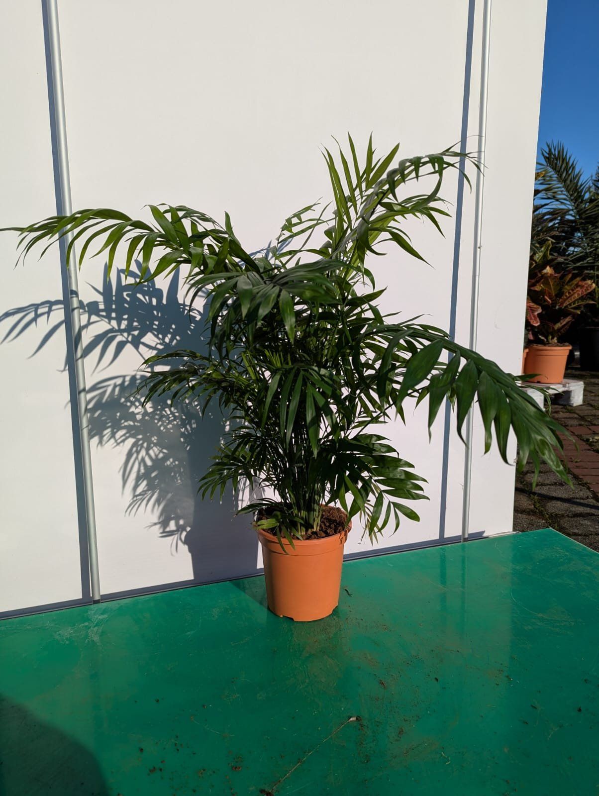 Bergpalme 80-100cm