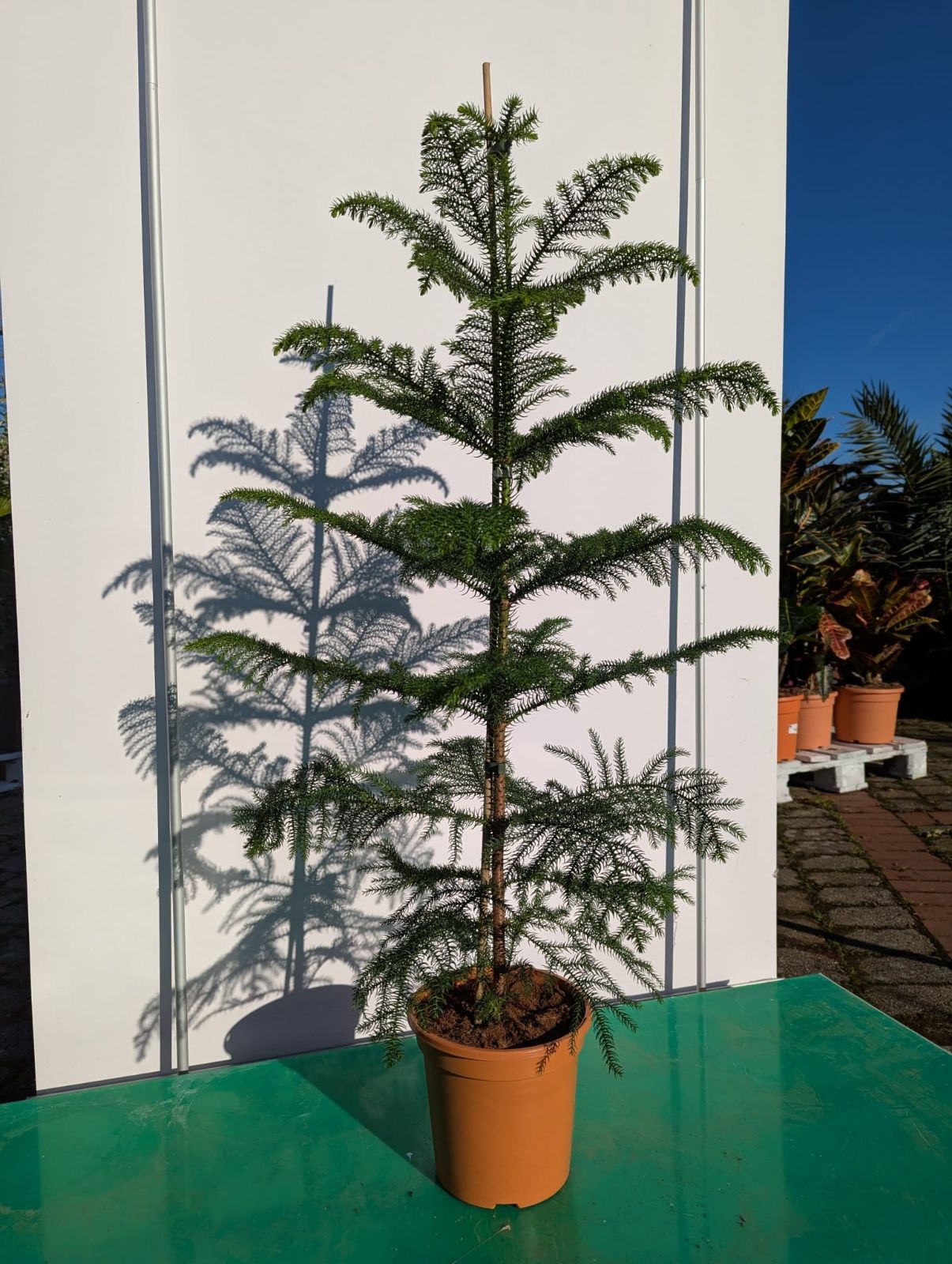 Zimmertanne 100-130cm