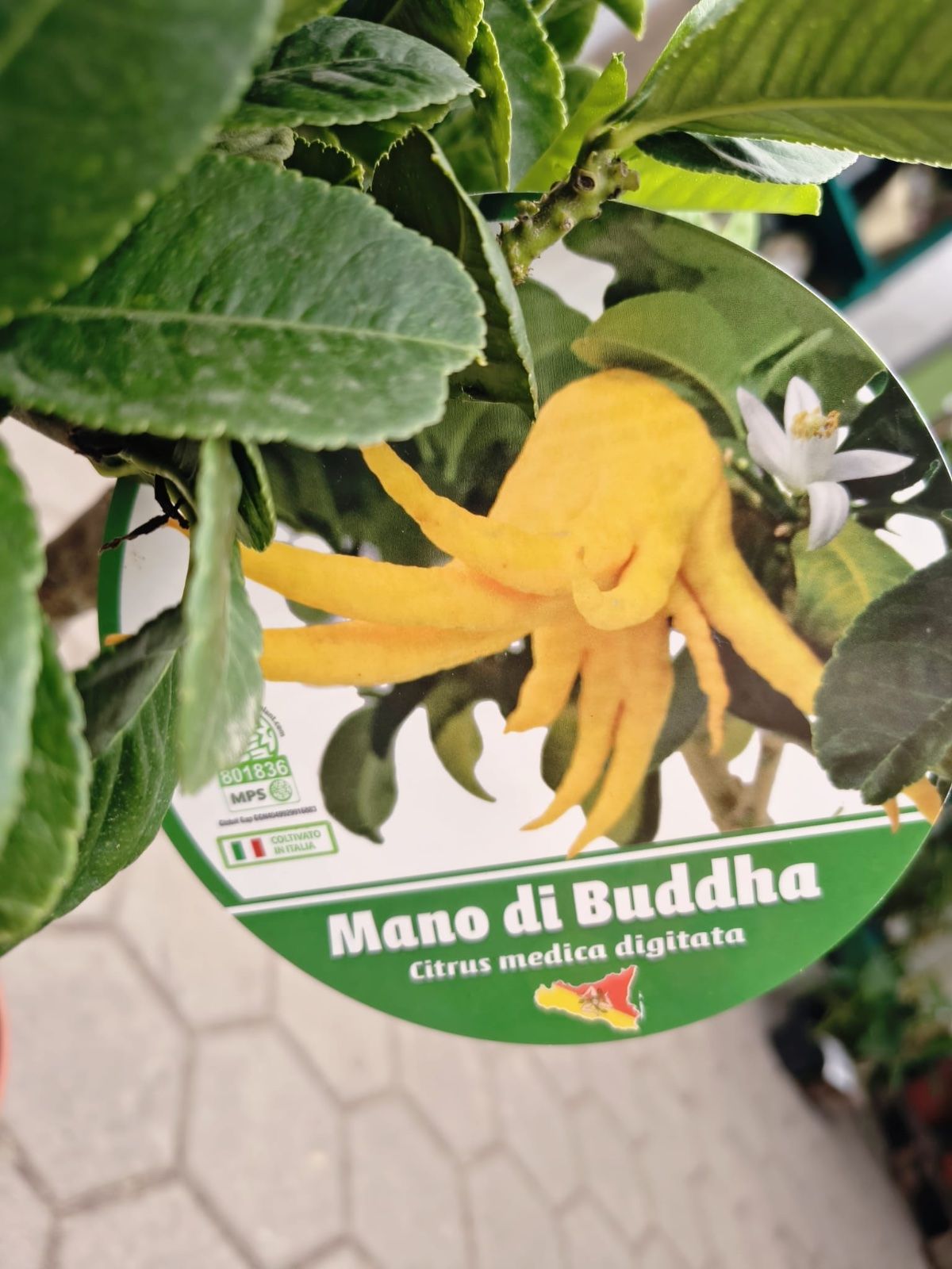 Buddhas Hand 70-90cm