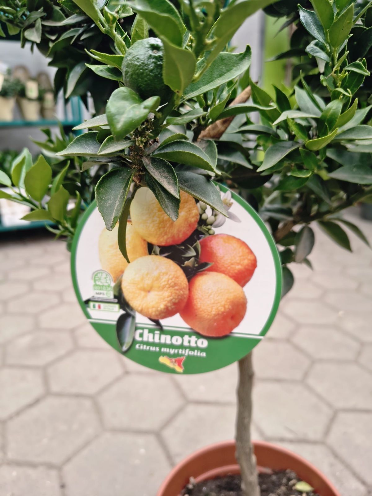 Bitterorange 70-90cm