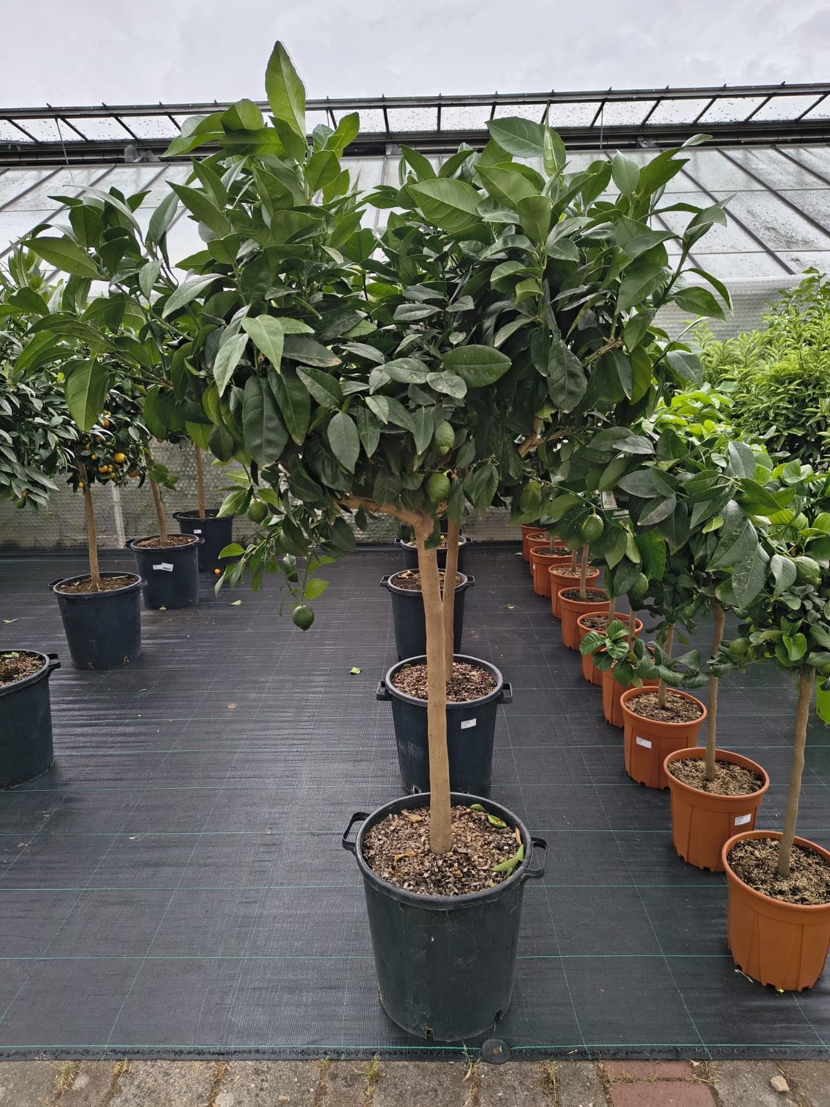 Rote Zitrone 160-200cm