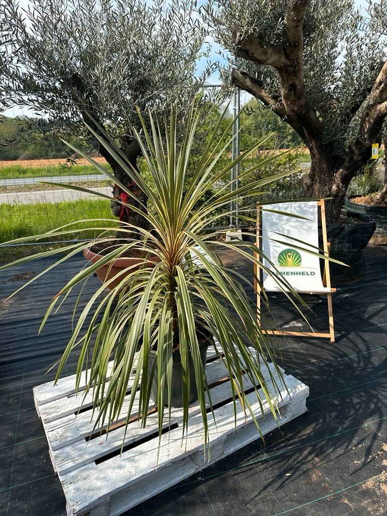 Keulenlilie 'Torbay Dazzler' 120-150cm