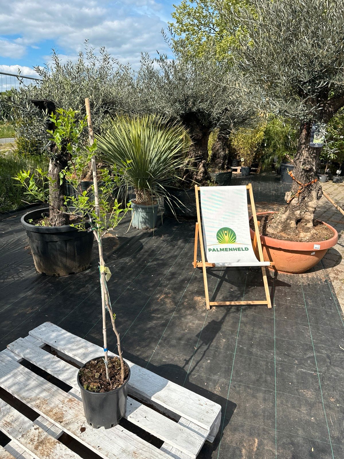 Chinesische Dattel 120-140cm