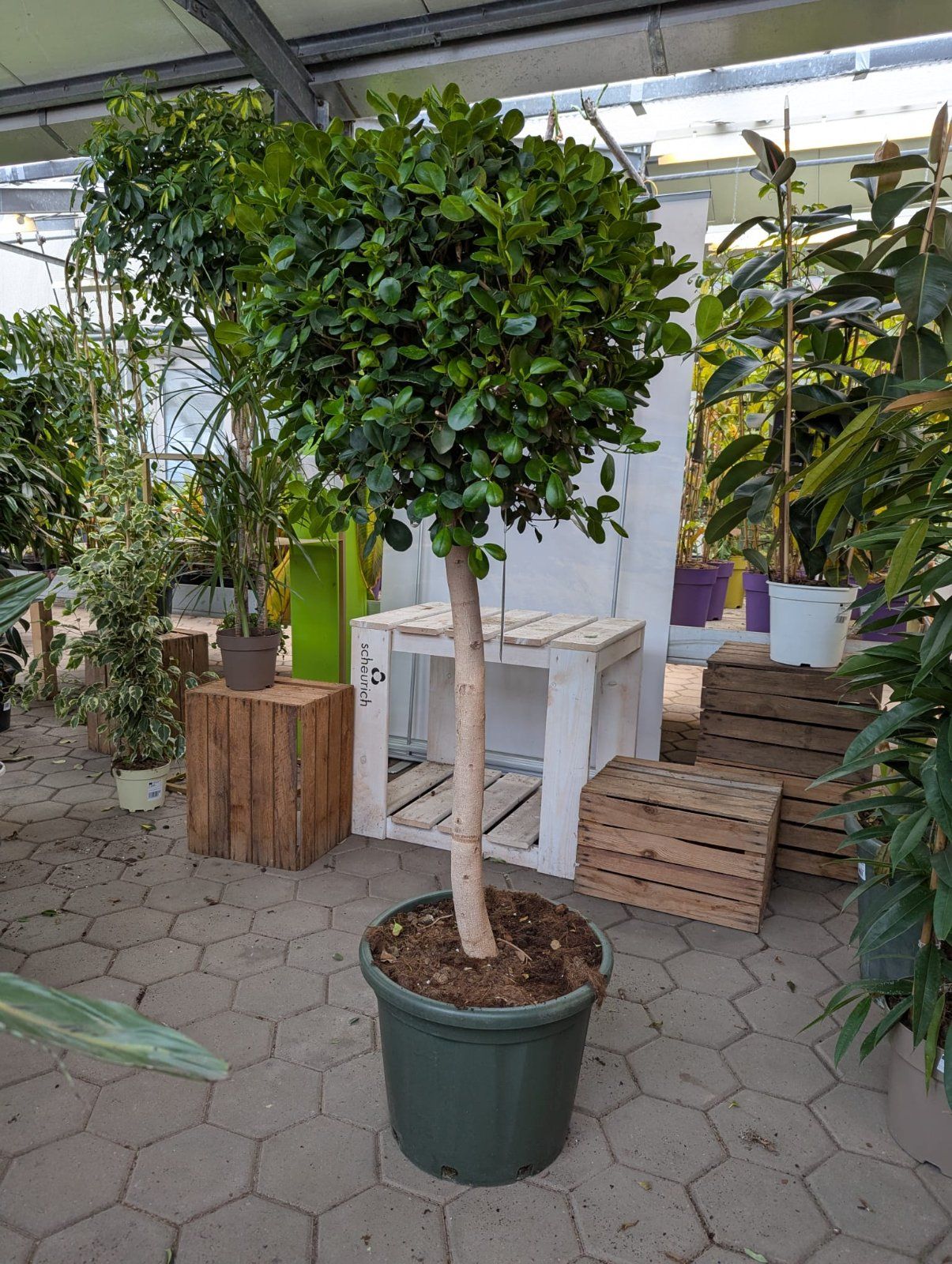 Chinesische Feige 'Moclame' 180-210cm