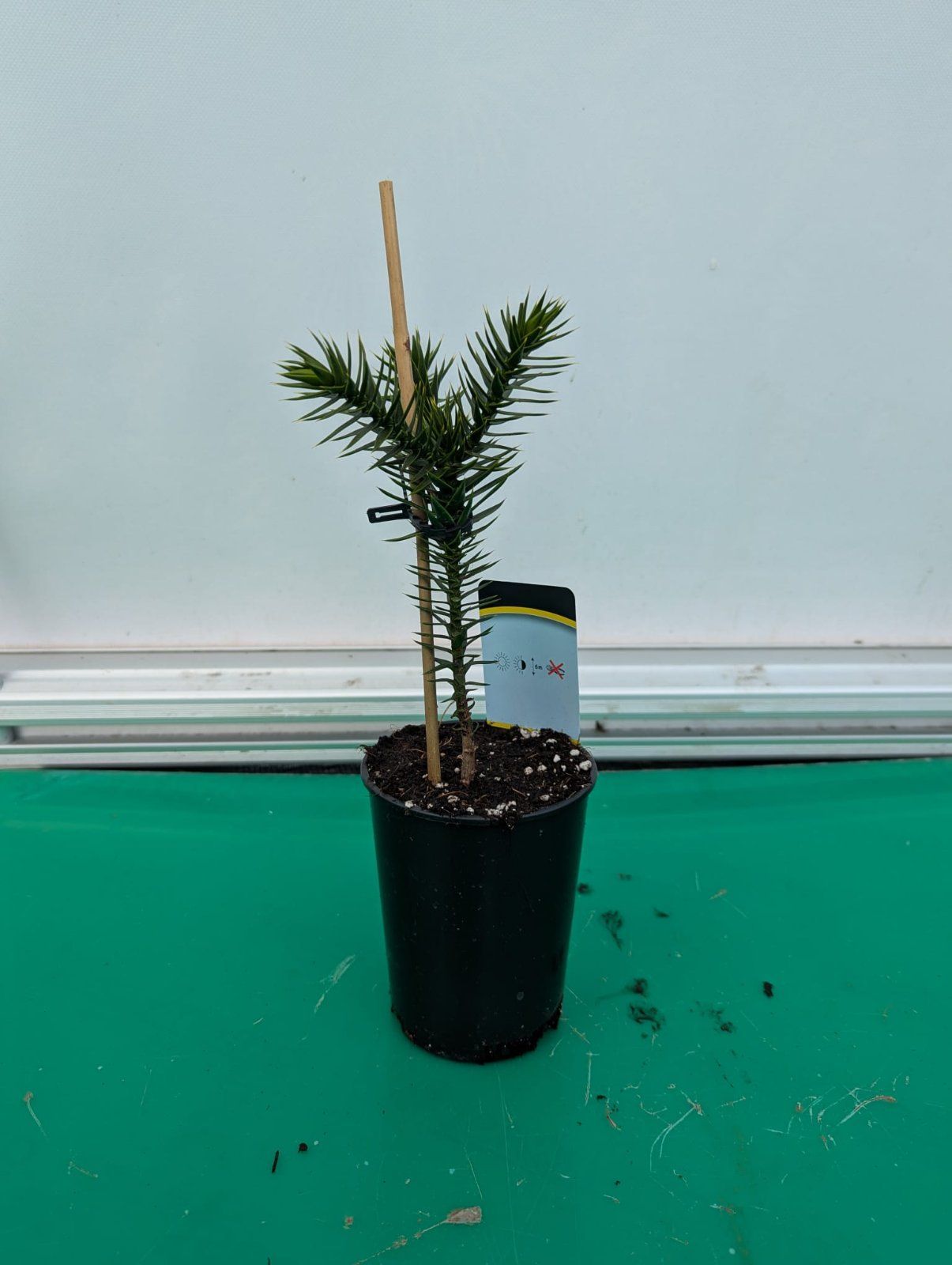 Chilenische Andentanne 25-40cm