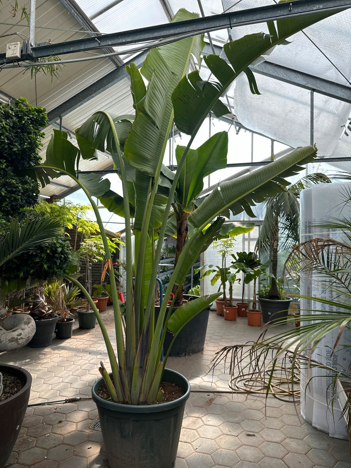 Südamerikanischer Baum des Reisenden 350-400cm