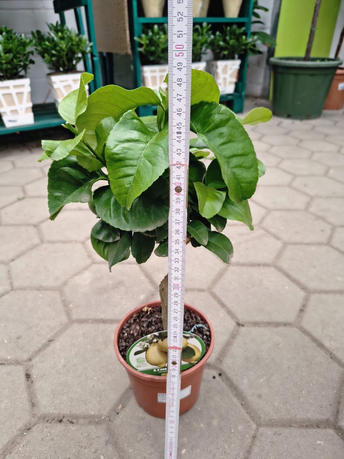 Vierjahreszeiten-Zitrone 40-60cm