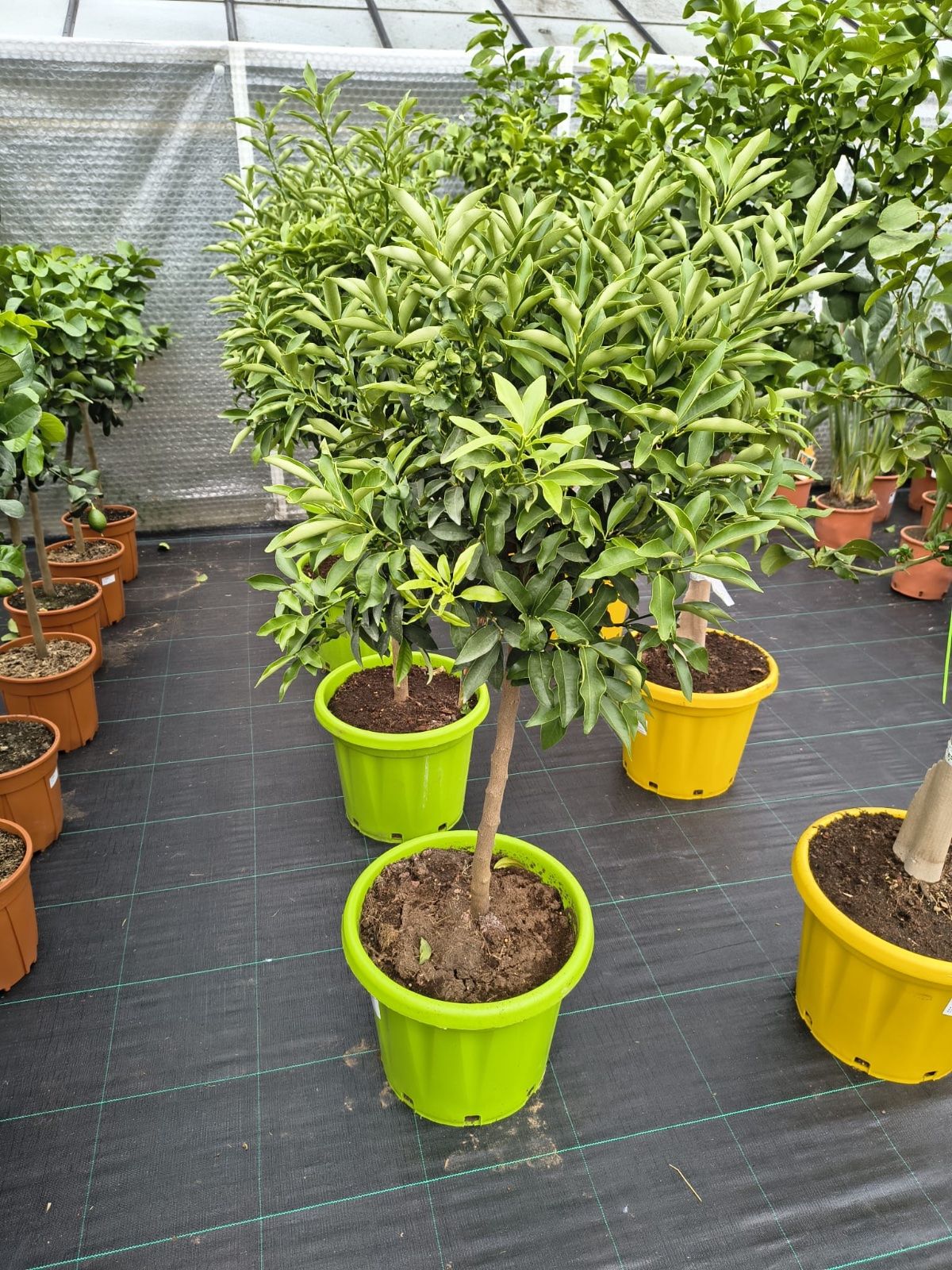 Kumquatbaum 130-160cm