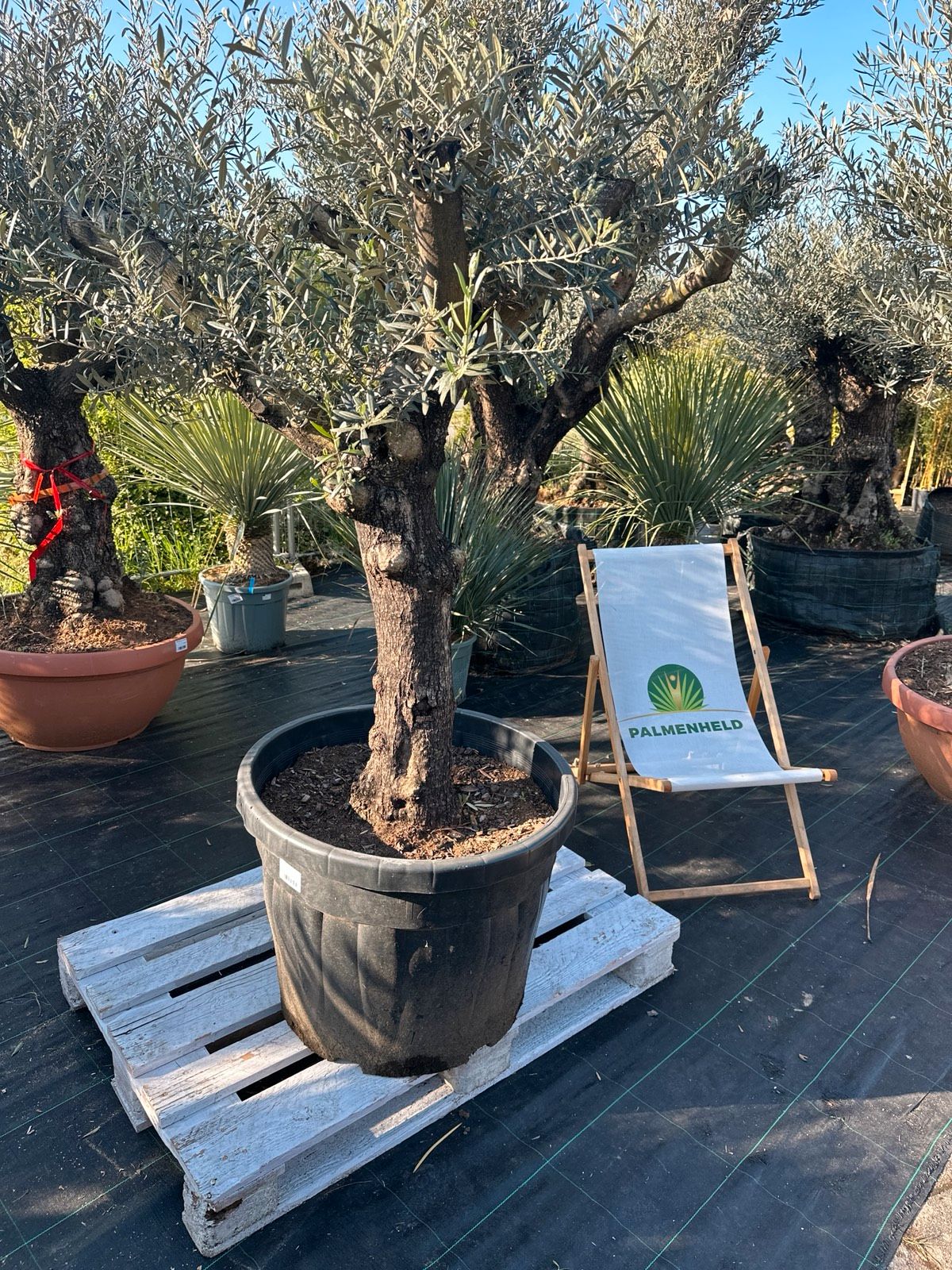Olivenbaum 180-250cm
