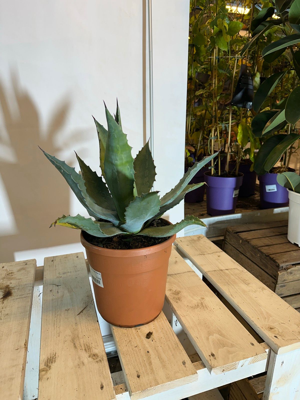Amerikanische Agave 45-60cm