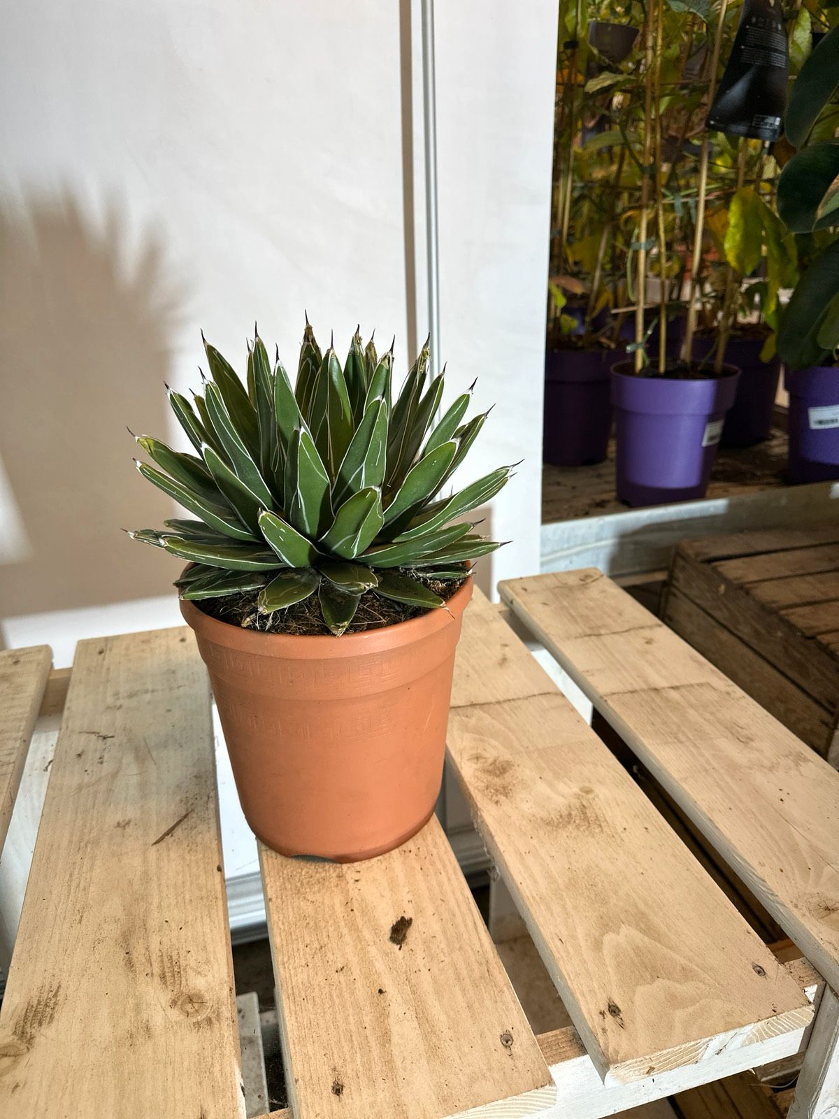Agave 30-40cm